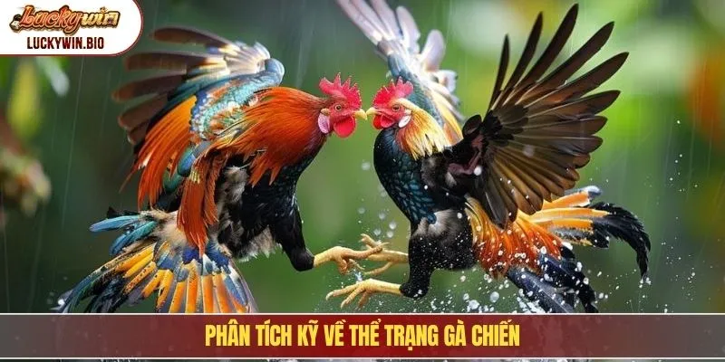 Phân tích kỹ về thể trạng gà chiến