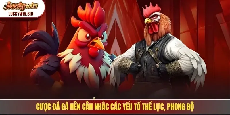 Cược đá gà nên cân nhắc các yếu tố thể lực, phong độ