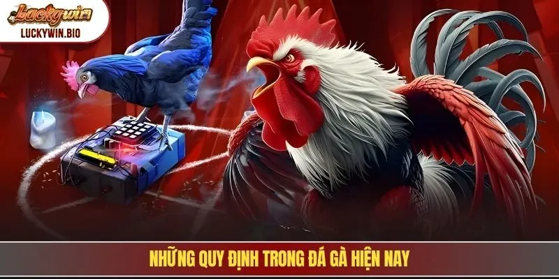 Những quy định trong đá gà hiện nay