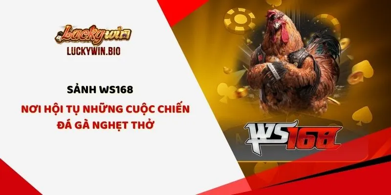 Sảnh WS168 - Nơi Hội Tụ Những Cuộc Chiến Đá Gà Nghẹt Thở