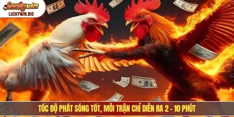 Tốc độ phát sóng đá gà cựa sắt tốt, mỗi trận chỉ diễn ra 2 - 10 phút